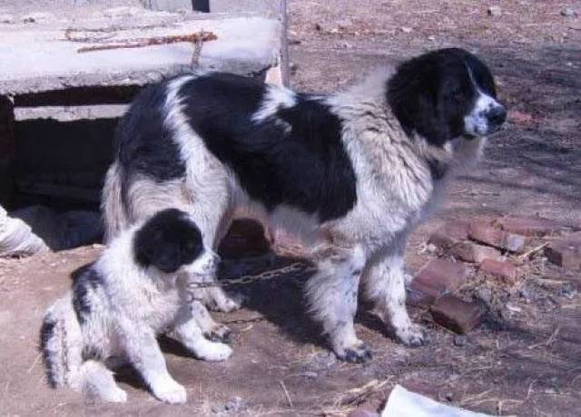哈萨克牧羊犬 哈萨克牧羊犬现已濒临灭绝,为了保护这一优良种质资源