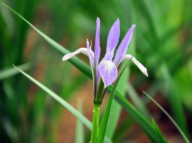 正能量句子:懂得感恩,你会发现原来自己周围的