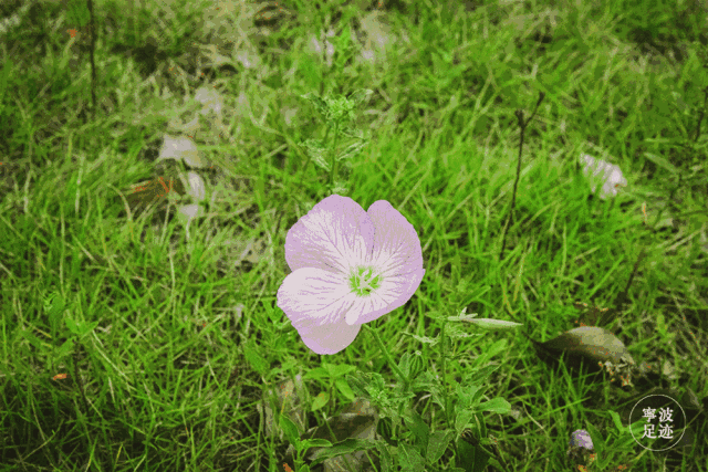 校园的河流波光粼粼,垂柳荫荫,各种花朵开得鲜艳.