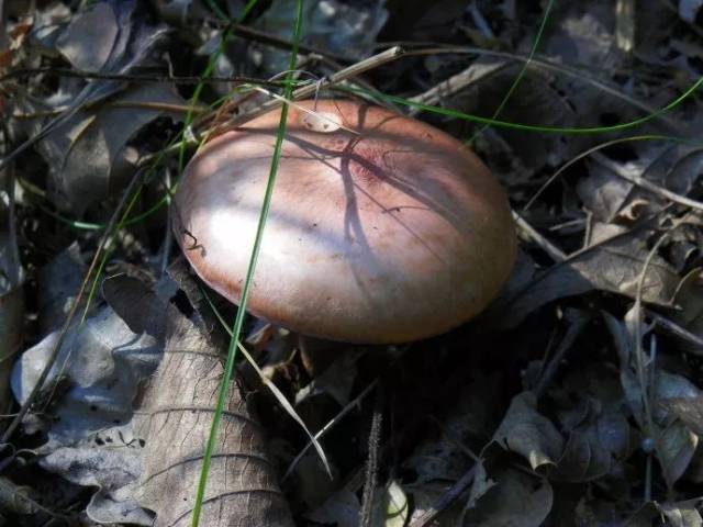 环保百科 | 8招教你辨别毒蘑菇,让你安全食用野蘑菇!