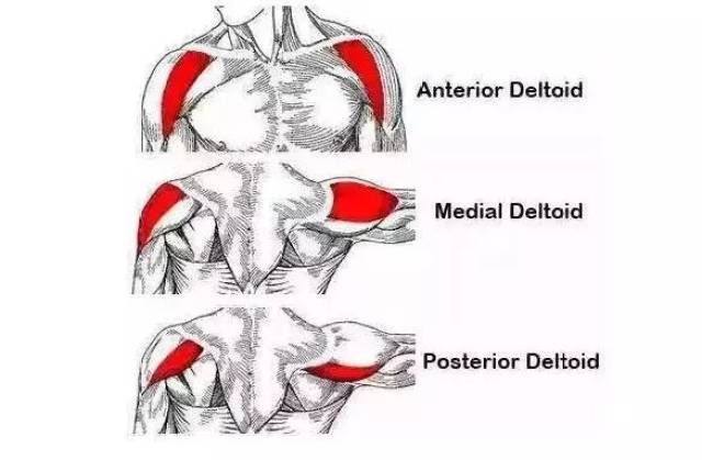三角肌是肩膀最表层的肌肉,包覆着肩关节,分为前束,中束和后束,大致