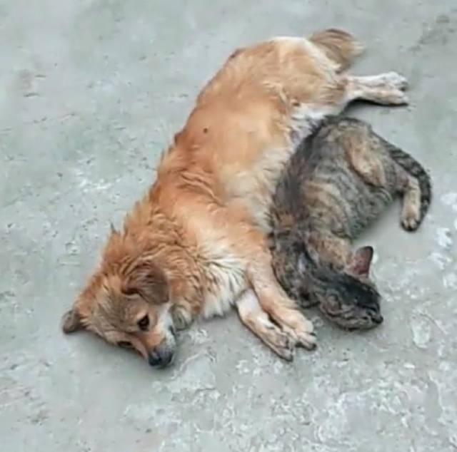 狗崽和猫崽同时被领走,狗妈,猫妈并排躺在地上伤心,生