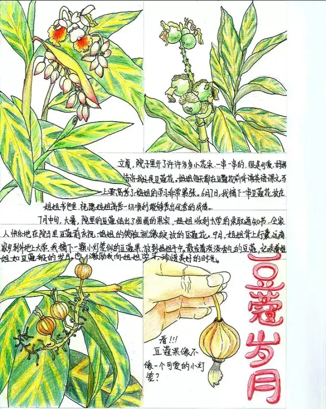 自然观察笔记课堂 | 如何科学进行植物绘画?