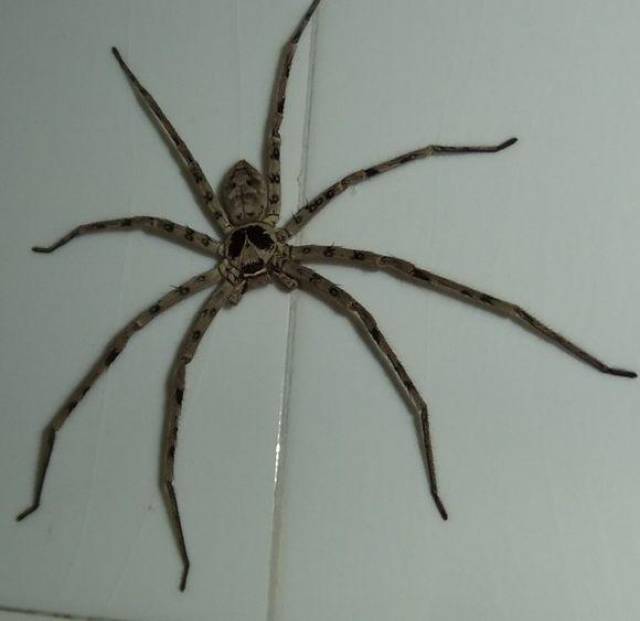 节肢动物中蜘蛛蚰蜒蜈蚣真的都有剧毒吗