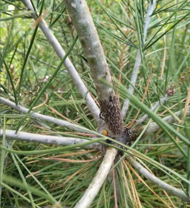 园林植保|是时候放大招整你了!——松大蚜防治指南