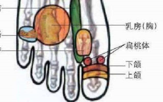脚背上大拇趾根部两侧的部位,这就是扁桃腺的反射区.