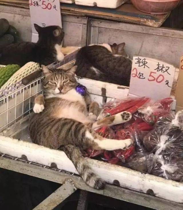 老板醒醒,该卖货了啊喂-搞笑频道-手机搜狐