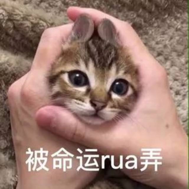 神吐槽:一个伪球迷的世界杯总结