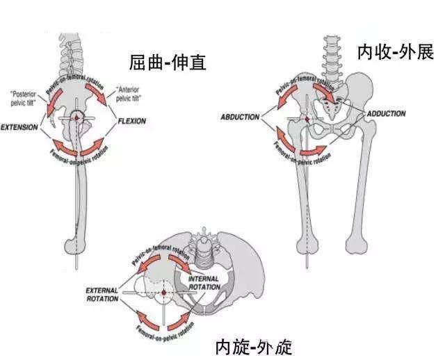 常见的髋关节疾病