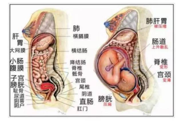 在子宫变大的过程中,准妈妈的肠胃,肝脏,膀胱等内脏都会被挤压变形