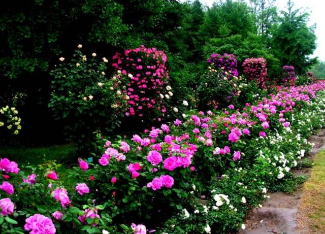 月季花的颜色(图1) 月季花的颜色(图1)