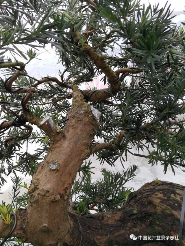 对罗汉松进行造型更好选择在上半年进行