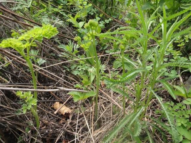 农村有种野菜像是被猫踩过一样, 有清热解毒功效, 你见过吗?