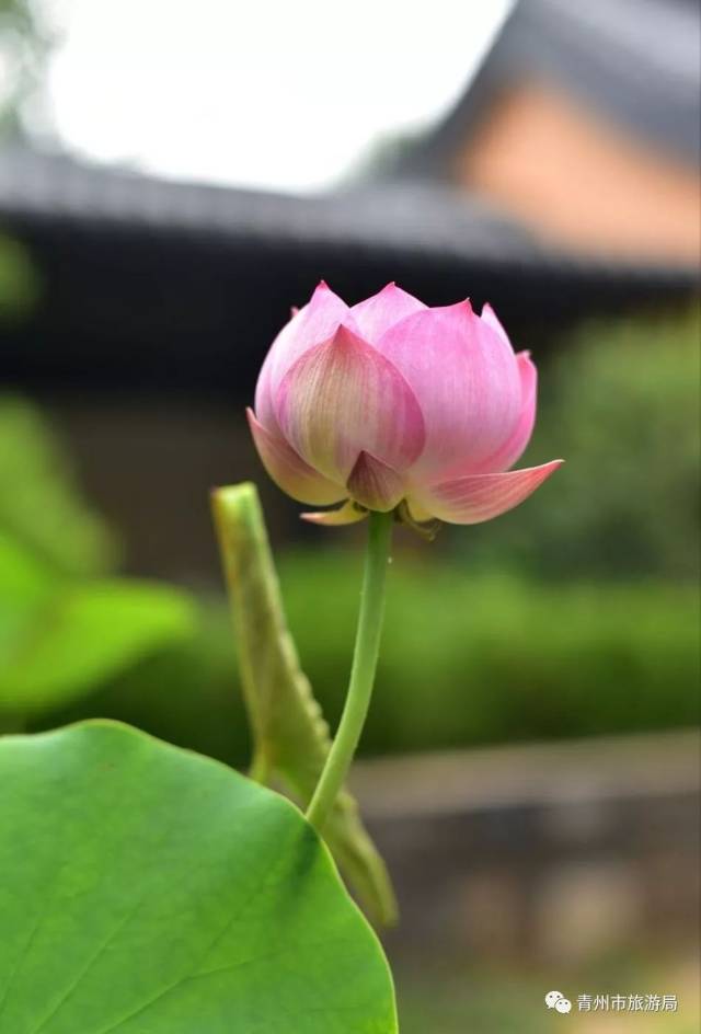 "芙蓉出水禅心静",来这里寻一场夏日静心之旅