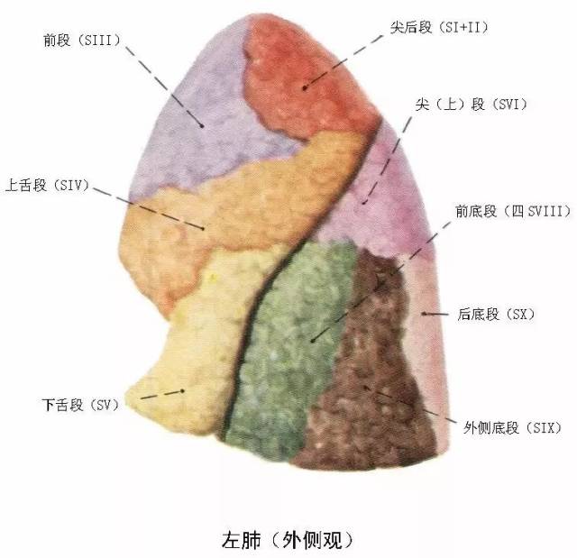 临床医师呼吸系统核心考点笔记请查收(附解剖图)