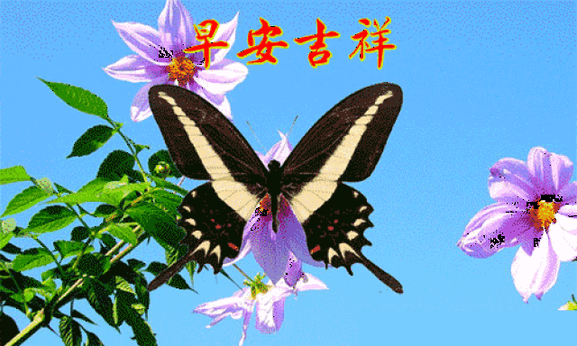 各种早安表情动态图片欣赏