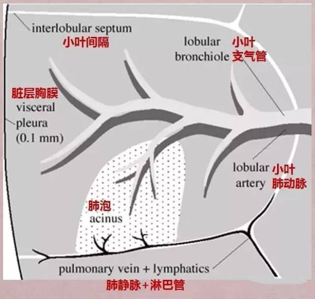 临床医师呼吸系统核心考点笔记请查收!(附解剖图)