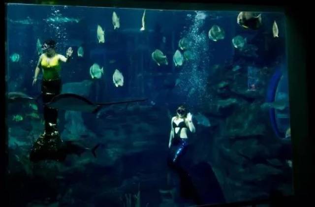 99元 | 海底世界+中央电视塔夜场狂欢套票