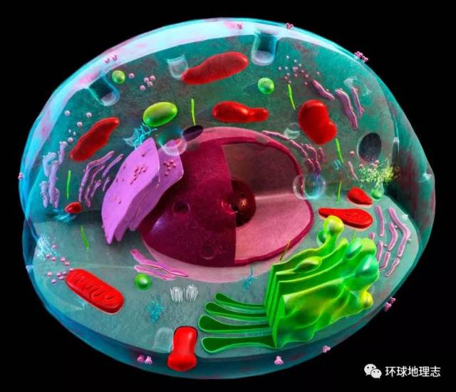 5-8 亿年前 "淮南动物群" 随着生存环境的变迁 单细胞生物意识到自己