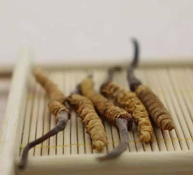 阴阳失衡内火旺盛(上火的人)能吃虫草吗