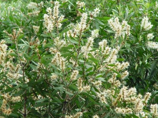 特色茶:我们家乡夏天常喝的——水翁花茶,里面有奥妙哦!_手机搜狐网