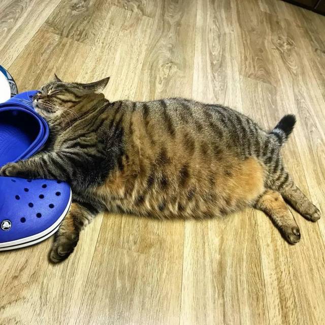 看着猫咪这些圆滚滚的肚子就想到:肚皮有多大舞台就有多大