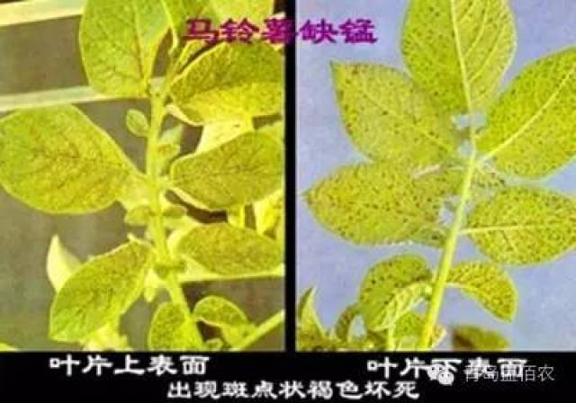 植物缺铜实例: 11,植物缺锰症状:症状从新叶开始,叶片脉间失绿,叶脉