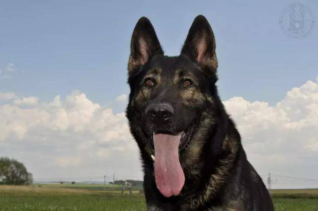 告诉过你不要养东德牧羊犬,你不听现在后悔了