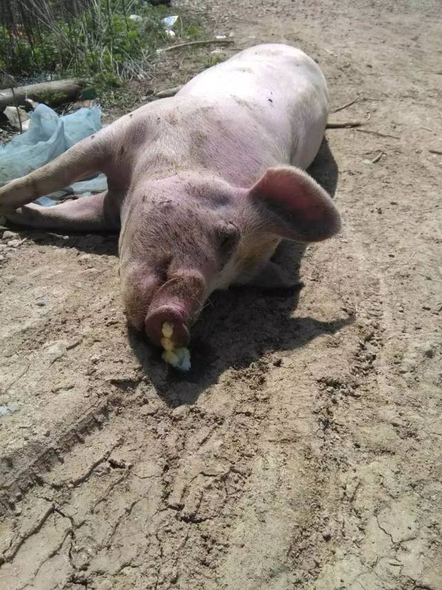 近期猪场多出现急性死亡的猪,需要注意了!