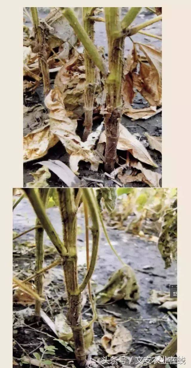 大豆根腐病发生程度主要取决于菌源数量,土壤环境条件和耕作栽培措施
