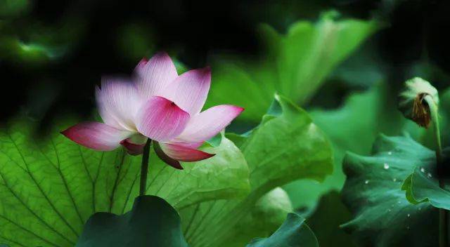 水中莲花 世间君子与美人