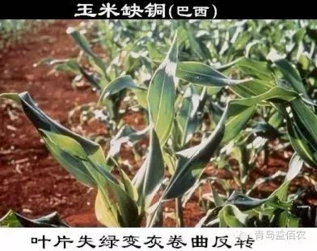 10,植物缺铜症状:缺铜一般表现为幼叶褪绿,坏死,畸形及 叶尖枯死