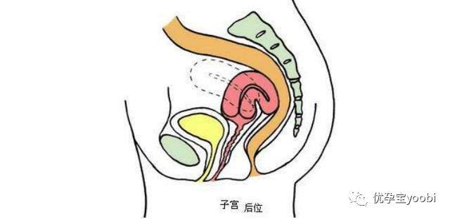 在阴道深处(子宫颈后方阴道),围绕宫颈的部分有一个穹隆,叫 阴道穹隆