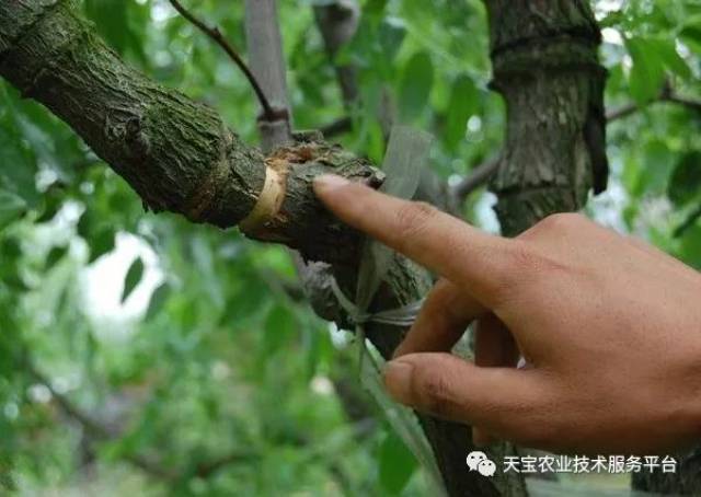 果树环剥误区多,千万别中招!