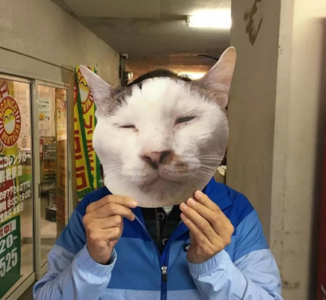猫咪网人口_人口普查图片