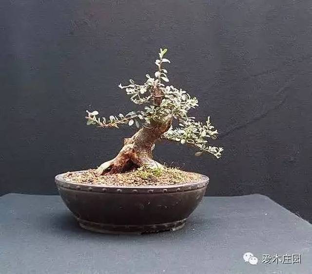 平常荀子小桩,高压改造变精品