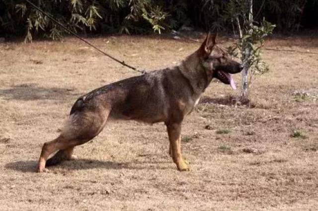 告诉过你不要养东德牧羊犬,你不听现在后悔了