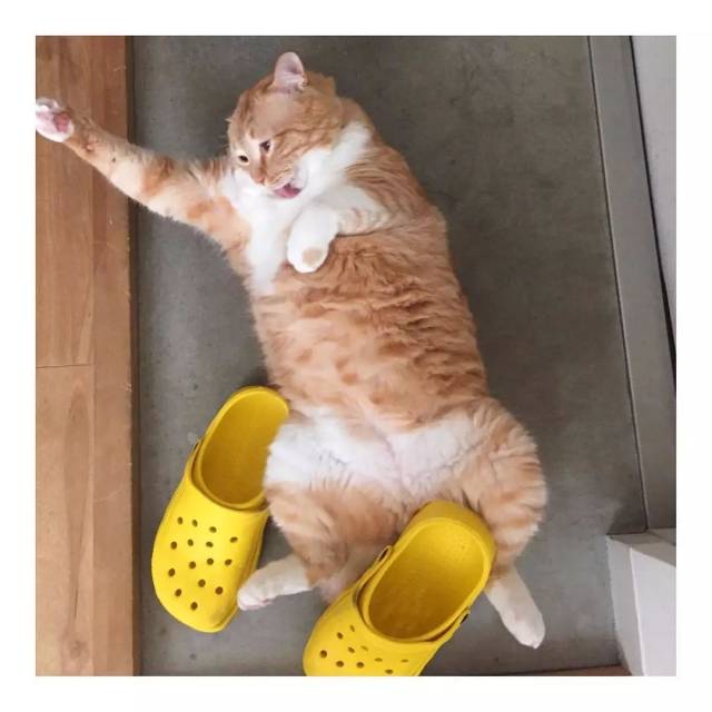 看着猫咪这些圆滚滚的肚子就想到:肚皮有多大舞台就有多大
