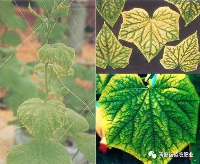 植物缺铜实例: 11,植物缺锰症状:症状从新叶开始,叶片脉间失绿,叶脉