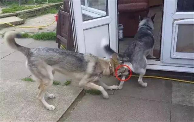 遇狼则强的哈士奇,连捷克狼犬都不怕的勇士,却被泰迪给吓坏了!