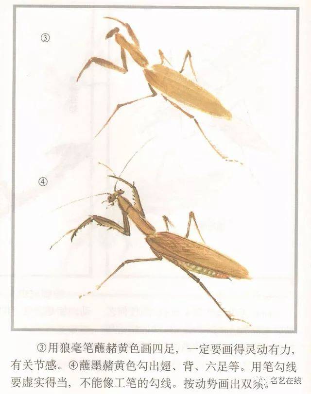 国画技法 螳螂的工笔及写意画法(附齐白石螳螂作品)_手机搜狐网