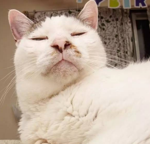 非战斗人员请撤离,网红丑猫,网友:吸不动