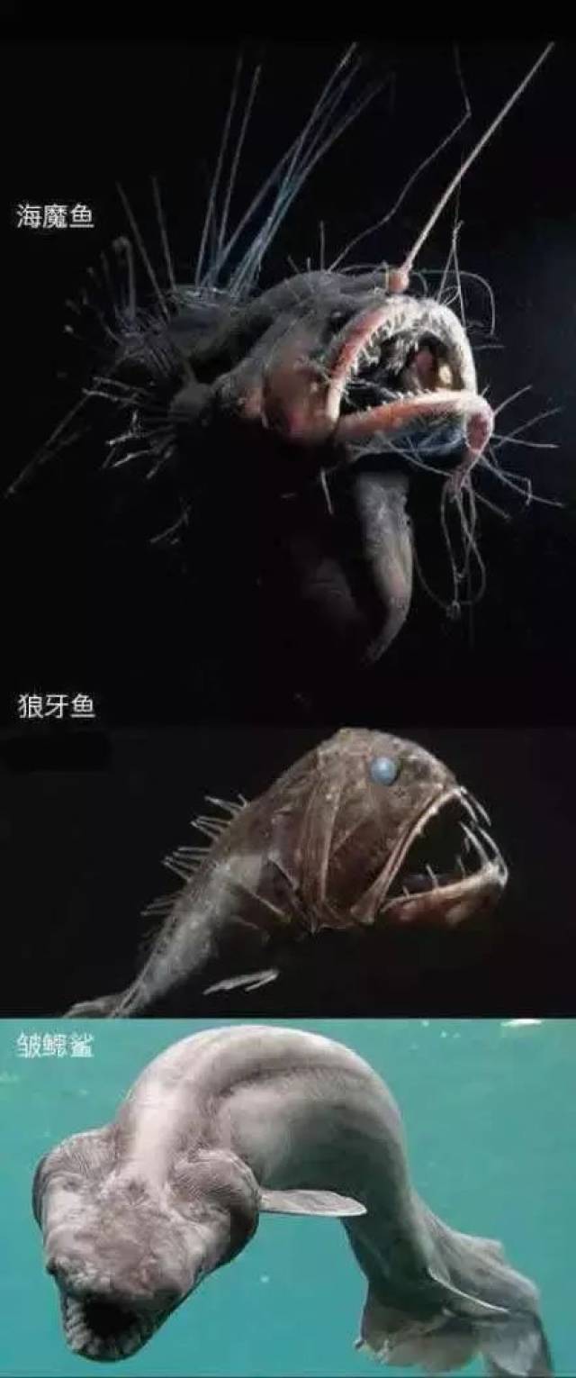深海鱼都是丑八怪?底下这么黑,我们随便长长好了