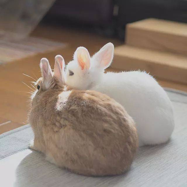 日本网友家这两只相亲相爱的兔子,看着就让人心情大好
