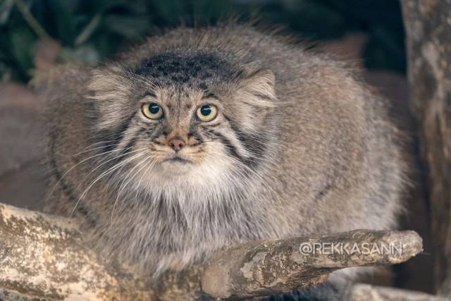 猫科动物中网红表情包扛把子兔狲有话说:谁胖?我瘦着呢!