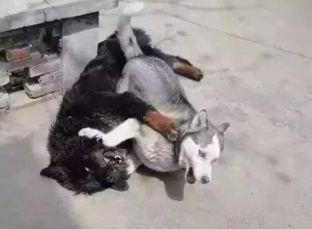 遇狼则强的哈士奇,连捷克狼犬都不怕的勇士,却被泰迪给吓坏了!