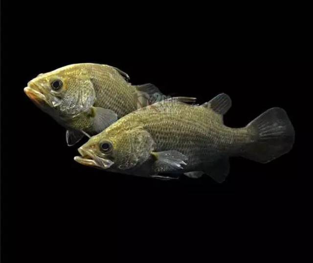 罕见的原生观赏鱼(一)