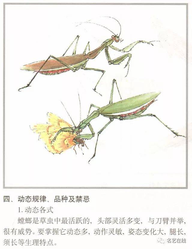 国画技法 | 螳螂的工笔及写意画法(附齐白石螳螂作品)