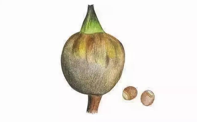 芡实,中药名,为睡莲科植物芡的干燥成熟种仁.