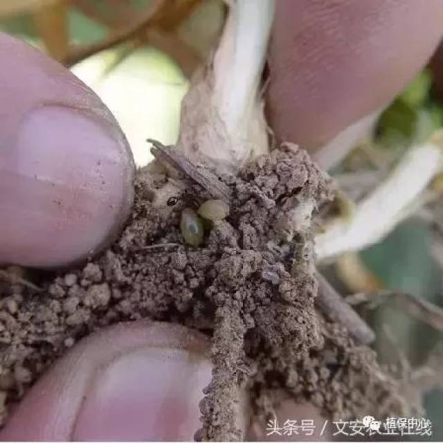 大豆胞囊线虫